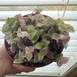 Jennifer added a photo of their purchase