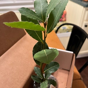 Sarah added a photo of their purchase