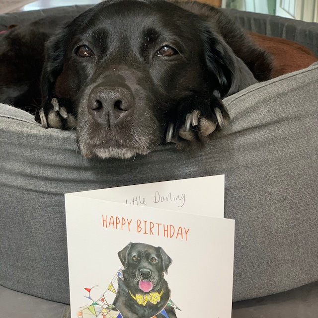 Carte D'anniversaire Labrador Noir : Oeuvre D'art Chien