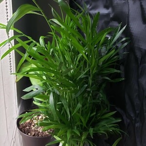 Hailli added a photo of their purchase