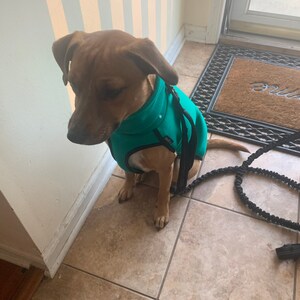 rhodesian ridgeback jumper