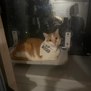 Amanda added a photo of their purchase