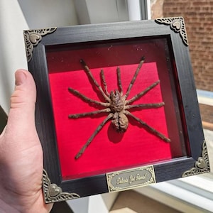 Alexandre heeft een foto van de aankoop toegevoegd