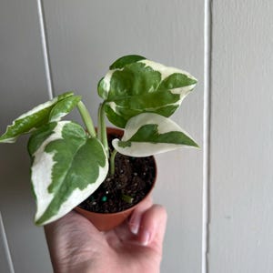 Pothos Glacier Starter Plant - Epipremnum Aureum - 3