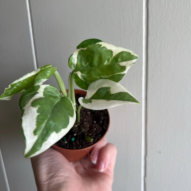 Pothos Glacier Starter Plant - Epipremnum Aureum - 3