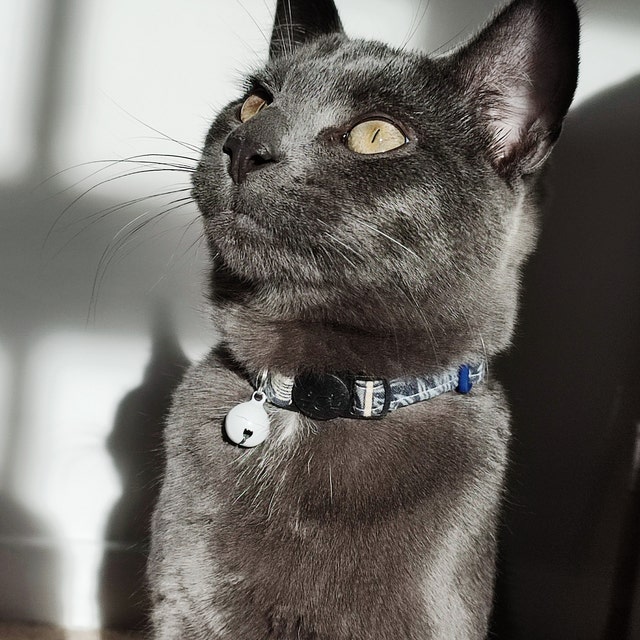 Black Cat Wearing Handmade Blue Fabric Collar