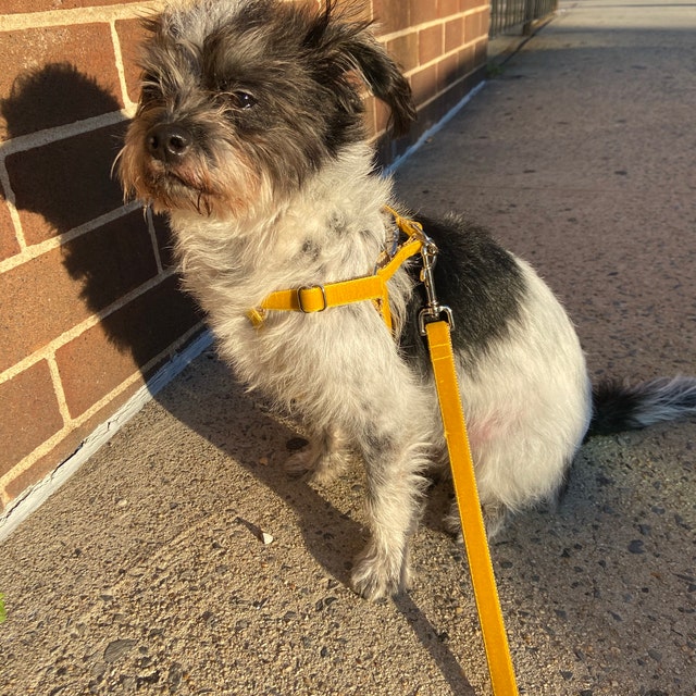 MuttsnBones Unique Dog Collars Leashes and More by MuttsnBones