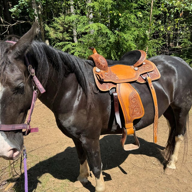 La Selle En Cuir Pour L'équipe De Chevaux Est Suspendue à Une Clôture