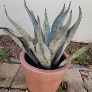 Agave Tequilana | Pianta Unica In Vendita - Foto 4