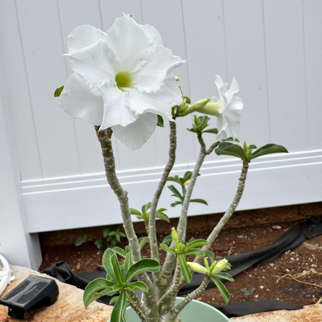 開花開始　アデニウム　花芯は白のグラデーション 開花開始 アデニウム 花芯は白のグラデーション アデニウム
