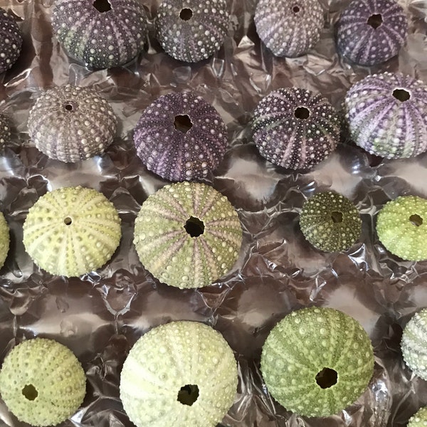 Natural Sea Urchin Shell - Etsy