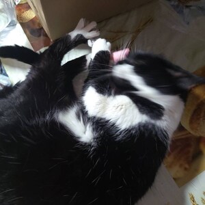 Luinil ha añadido una foto de su compra