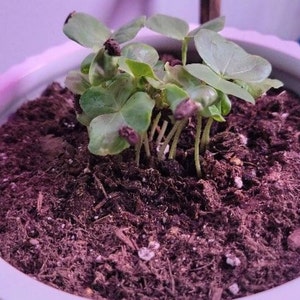 Harlyn ha añadido una foto de su compra