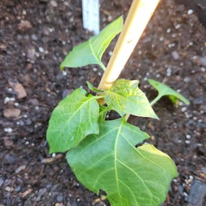 jeanette added a photo of their purchase