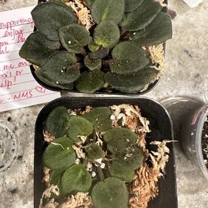 Rob's Pewter Bells Mini African Violet - Etsy