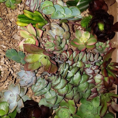 150 Assorted Succulent Cuttings - Etsy