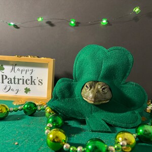 Shamrock ★ Cat  91dKGGTA-FL._AC_UF350,