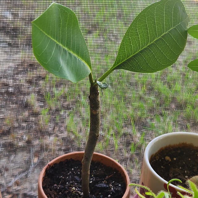 Lucky Moon~plumeria Rubra Frangipani-small Rooted Seedling Plant-4