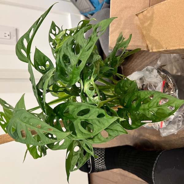 MONSTERA ADANSONII in 6 Inch Pot | Swiss Cheese Plant | Indoor ...