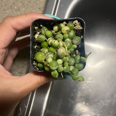 Imported Lithops Living Stone Succulent Plant - Etsy