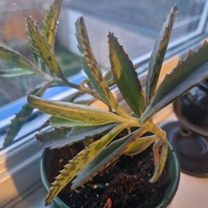 Amy さんが購入した商品の写真を追加しました