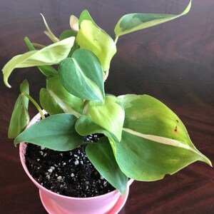 Rany added a photo of their purchase