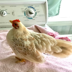 Laura ha añadido una foto de su compra