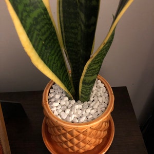 Ugu added a photo of their purchase