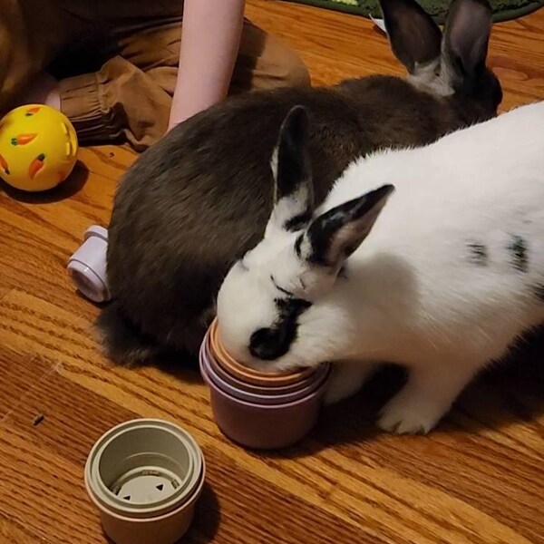 Bunny Stacking Cups: Wheat Straw Rabbit Toy, Pet Enrichment - Etsy