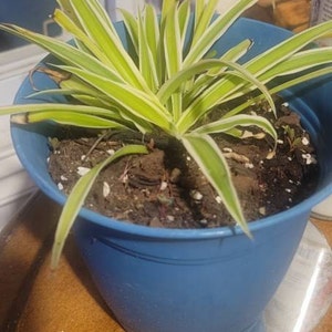 Siberian Iris Roots (Fall-planted) - Black Flowered
