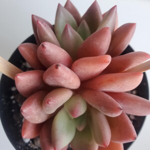 エケベリア ピーチブロッサム - 多肉植物 - Etsy 日本