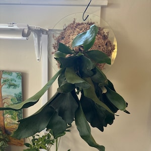 Rebecca added a photo of their purchase