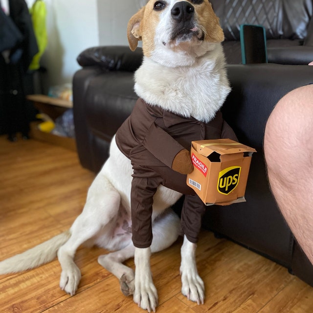Ups dog costume shop xl