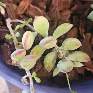 Cotyledon Pendens Cliff Hanger with root - 2-5th picture - example of what  you will receive / Rare