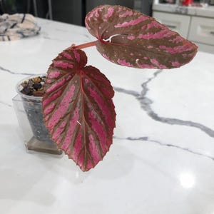 Barbara added a photo of their purchase