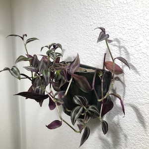 Kacey added a photo of their purchase