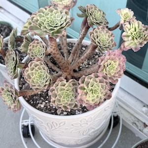 Alla added a photo of their purchase