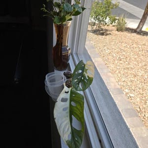 Sydney added a photo of their purchase