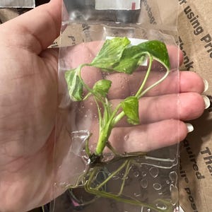 Valerie added a photo of their purchase