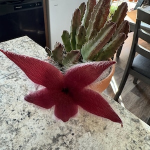 Nichole added a photo of their purchase