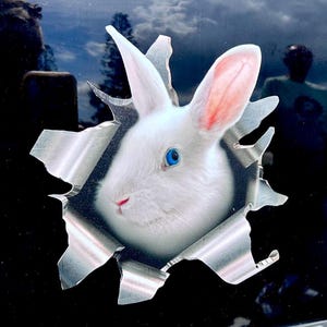 bunny hat ein Foto des gekauften Artikels hinzugefügt