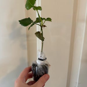 Jordan added a photo of their purchase