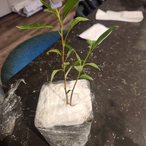 Henry added a photo of their purchase