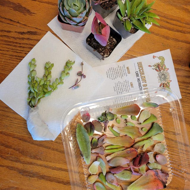 25 Succulent Leaves for Propagation- Assorted Leaf Cuttings for DIY Growers  - Etsy Israel