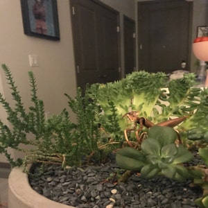 Daniella added a photo of their purchase
