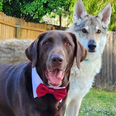 burgundy dog bow tie
