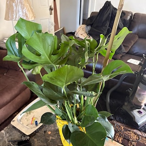 Split Leaf Philodendron - Large Monstera Deliciosa - Low Light Plants -  Large House Plants - Overall Height 24 to 28 - Etsy
