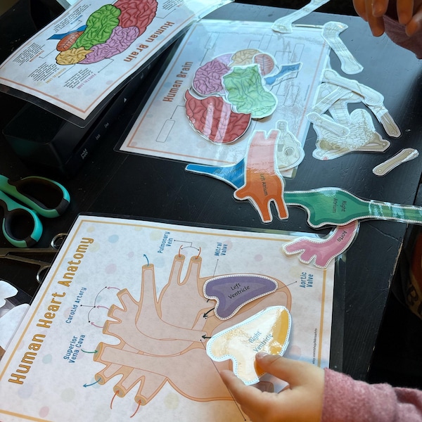 Human Anatomy Busy Book PRINTABLE Human Body Worksheets | Preschool ...