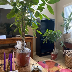 michele ha añadido una foto de su compra