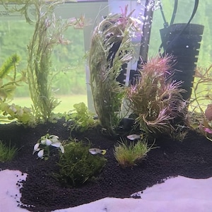 Inactief account heeft een foto van de aankoop toegevoegd